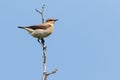 A wheaear is sitting on a branch Royalty Free Stock Photo