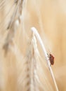 Wheal and papaver dry with insect in yellow field