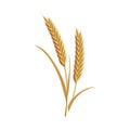 200_Vector wheat ears spikelets with grains. Realistic oat bunch, yellow sereals for backery Royalty Free Stock Photo