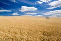 Wheat Royalty Free Stock Photo