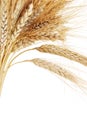 Wheat Royalty Free Stock Photo