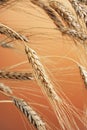 Wheat Royalty Free Stock Photo