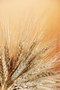 Wheat Royalty Free Stock Photo