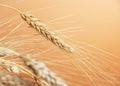 Wheat Royalty Free Stock Photo