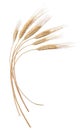Wheat Royalty Free Stock Photo