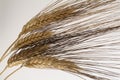 Wheat Royalty Free Stock Photo