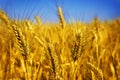 Wheat Royalty Free Stock Photo