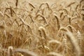 Wheat Royalty Free Stock Photo