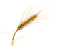 Wheat Royalty Free Stock Photo