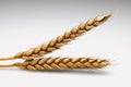 Wheat Royalty Free Stock Photo