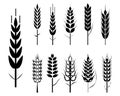 wheat grain seed icon. icons set organic wheat. wheat and rye ears oats barley rice spikes