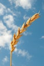 Wheat Royalty Free Stock Photo