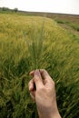 Wheat Royalty Free Stock Photo