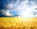 Wheat Royalty Free Stock Photo