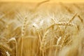 Wheat Royalty Free Stock Photo