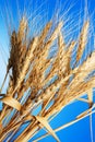 Wheat Royalty Free Stock Photo
