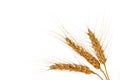 Wheat Royalty Free Stock Photo