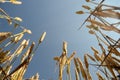 Wheat acre Royalty Free Stock Photo