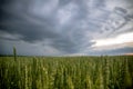 Wheat against the background of sunset sky with thunderstorm clouds. Royalty Free Stock Photo