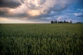 Wheat against the background of sunset sky with thunderstorm clouds. Royalty Free Stock Photo