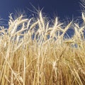 Wheat against blue sky. Royalty Free Stock Photo
