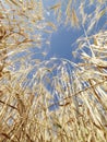 Wheat against blue sky. Royalty Free Stock Photo