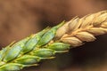 Wheat attacked by Fusarium Royalty Free Stock Photo