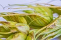 Fusarium head blight Royalty Free Stock Photo