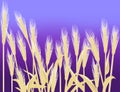 Wheat Background