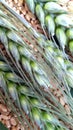 Wheat background green buds close up Royalty Free Stock Photo