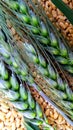 Wheat background green buds Royalty Free Stock Photo