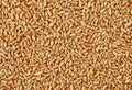 Wheat grains background, top view Royalty Free Stock Photo