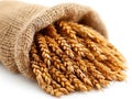 wheat in bag on white background Royalty Free Stock Photo