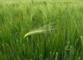 Wheat - barley ear against the wind Royalty Free Stock Photo