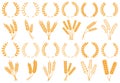 Wheat or barley ears. Harvest wheat grain, growth rice stalk and bread grains isolated vector set Royalty Free Stock Photo