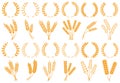 Wheat or barley ears. Harvest wheat grain, growth rice stalk and bread grains isolated vector set Royalty Free Stock Photo