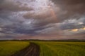 Wheat Or Barley Field Under A Storm Cloud And A Rainbow. At Sunset The Clouds Are Orange, Purple And Navy Blue.