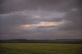 Wheat or barley field under storm cloud. At sunset, the clouds are orange, purple and navy blue. Royalty Free Stock Photo