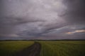 Wheat or barley field under storm cloud. At sunset, the clouds are orange, purple and navy blue. Royalty Free Stock Photo