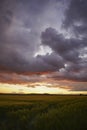 Wheat Or Barley Field Under Storm Cloud. At Sunset, The Color Of The Clouds Is Orange And Dark Blue. Beautiful Landscape