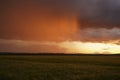 Wheat or barley field under storm cloud. At sunset, the color of the clouds is orange and dark blue. Royalty Free Stock Photo