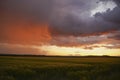 Wheat Or Barley Field Under Storm Cloud. At Sunset, The Color Of The Clouds Is Orange And Dark Blue.