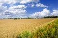 Wheat and Barley fields in America Royalty Free Stock Photo