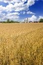 Wheat and Barley fields in America Royalty Free Stock Photo