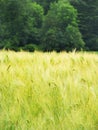 Barley crop field in NYS FingerLakes region