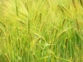 Wheat-Barley grain in NYS FingerLakes