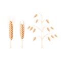 Wheat, barley and oat ears Royalty Free Stock Photo