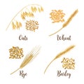 Wheat, barley, oat and rye. Cereals 3d icon vector set. Four cereals grains and ears