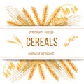 Wheat, barley, oat and rye. 3d icon vector set. Four cereals grains and ears with text premium foods, natural product Royalty Free Stock Photo