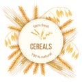 Wheat, barley, oat and rye. Four cereals grains and ears. Round label, text Royalty Free Stock Photo